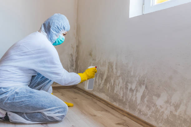 Black mold inspection in Hillsboro